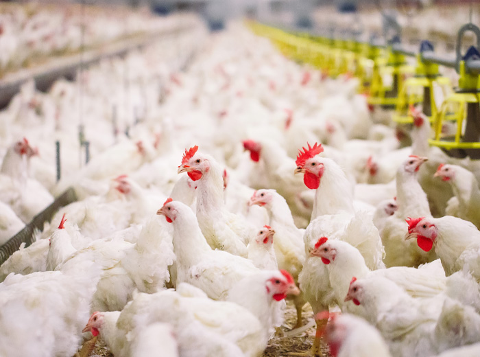 Premium Thai Chicken Packaging